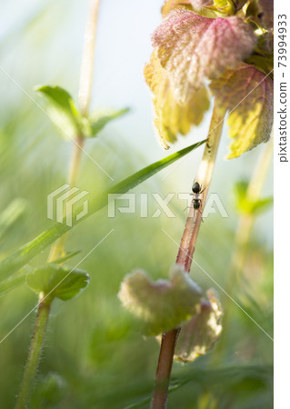 An ant walks on a flower stem An ant walks on a flower stem 73994933
