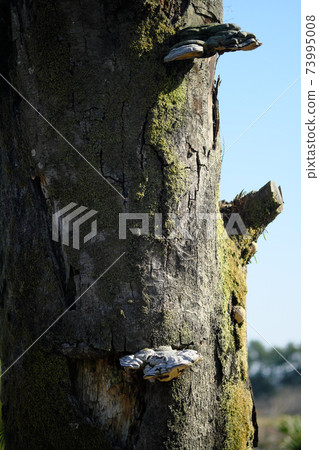 Sit of a monkey that becomes a tree 73995008