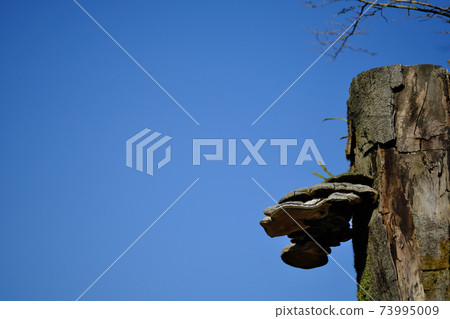 Cloudless blue sky and monkey stool Cloudless blue sky and monkey stool 73995009