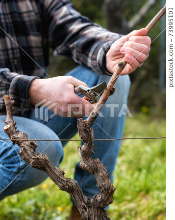 Farmer pruning the vine in winter. Agriculture. Farmer pruning the vine in winter. Agriculture. 73995101