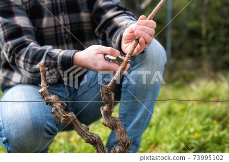 Farmer pruning the vine in winter. Agriculture. Farmer pruning the vine in winter. Agriculture. 73995102