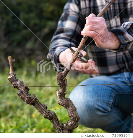 Farmer pruning the vine in winter. Agriculture. Farmer pruning the vine in winter. Agriculture. 73995104