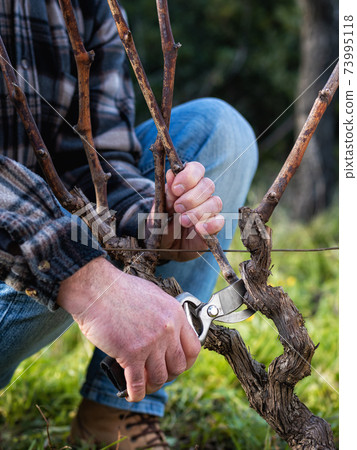 Farmer pruning the vine in winter. Agriculture. 73995118