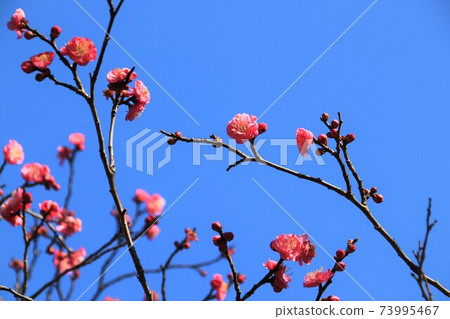 Red plum and blue sky Red plum and blue sky 73995467