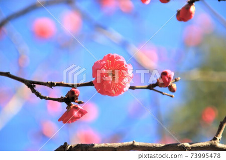 Red plum and blue sky Red plum and blue sky 73995478