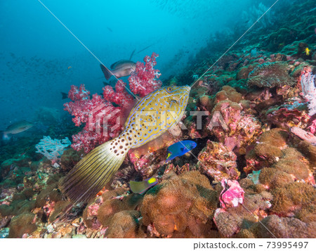 Aluterus scriptus swimming in a coral reef (Mergui Archipelago, Myanmar) 73995497