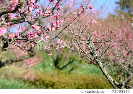 吉野公園的美麗梅花 73995573