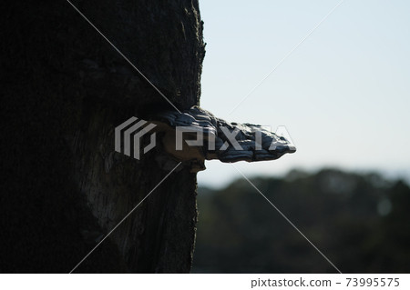 猴子凳子的美麗剪影 73995575