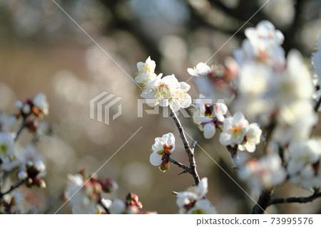 美麗的白梅花被太陽照亮 73995576