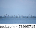 Birds resting on the lake 73995715