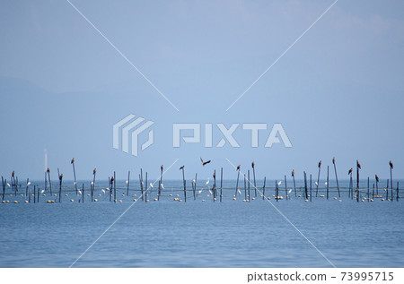 鳥在湖上休息 鳥在湖上休息 73995715