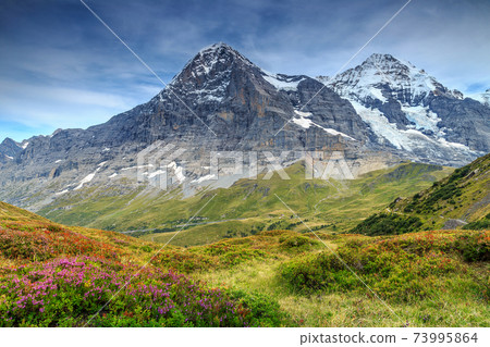 Spectacular alpine landscape with mountain flowers,Switzerland,Europe 73995864