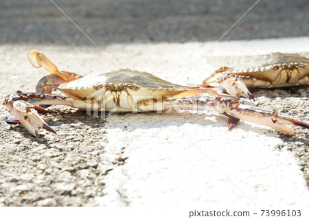 Two blue crabs walk on the road. Two blue crabs walk on the road. 73996103