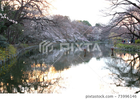 Cherry blossoms in full bloom in Inokashira Park Cherry blossoms in full bloom in Inokashira Park 73996146