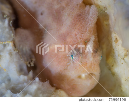 Juvenile Benica frogfish that mimics sponge (Mergui Archipelago, Myanmar) Juvenile Benica frogfish that mimics sponge (Mergui Archipelago, Myanmar) 73996196