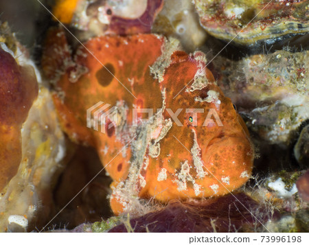 Uruma Frogfish (Mergui Archipelago, Myanmar) Uruma Frogfish (Mergui Archipelago, Myanmar) 73996198
