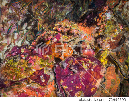 模仿珊瑚礁岩石的Urumakaeru Ankou(緬甸Mergui群島) 模仿珊瑚礁岩石的Urumakaeru Ankou(緬甸Mergui群島) 73996293