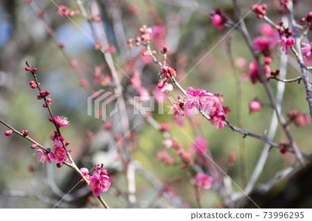 Pink plum blossoms and blue sky Pink plum blossoms and blue sky 73996295