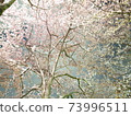 櫻桃樹 73996511