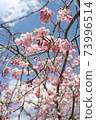 櫻桃樹 73996514