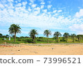 棕櫚樹和天空 73996521