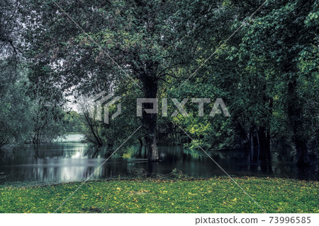 River into the woods River into the woods 73996585