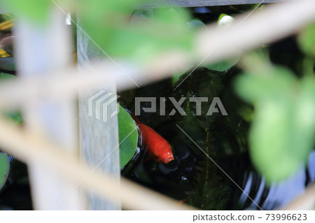 The streets of Sawara The streets of Sawara 73996623