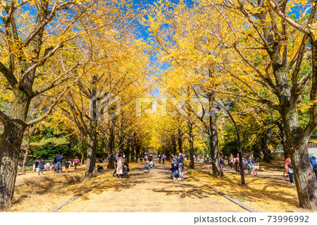 Autumn leaves of Tokyo Koharagaoka Park 73996992