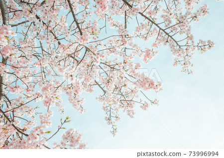 櫻花和天空 73996994