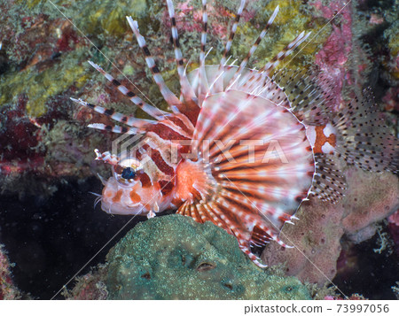 Young giraffe fish (Mergui Archipelago, Myanmar) 73997056