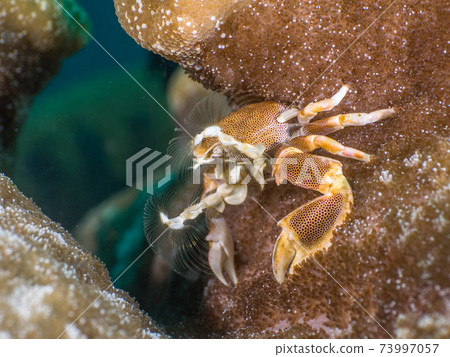 Sea anemone inhabiting the sea anemone (Mergui Archipelago, Myanmar) 73997057