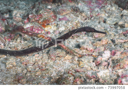 Black crawling on the sand (Mergui Archipelago, Myanmar) 73997058