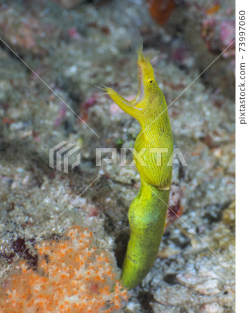 黃絲帶鰻魚從洞穴裡出來（緬甸梅爾吉群島） 73997060