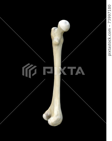 Left human femur bone, Femur bone structure. Human health concept useful for medical, black background, 3d rendering Left human femur bone, Femur bone structure. Human health concept useful for medical, black background, 3d rendering 73997180