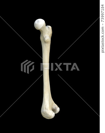 Right human femur bone, Bone structure medical educational science, black background, 3d rendering Right human femur bone, Bone structure medical educational science, black background, 3d rendering 73997184