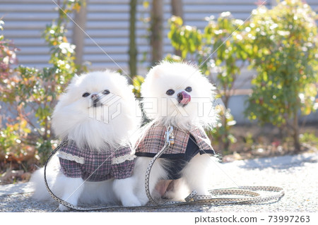 好朋友白博美犬 好朋友白博美犬 73997263
