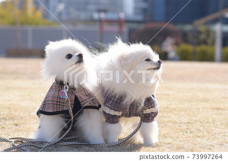 白色可愛的白色博美犬在公園裡 白色可愛的白色博美犬在公園裡 73997264