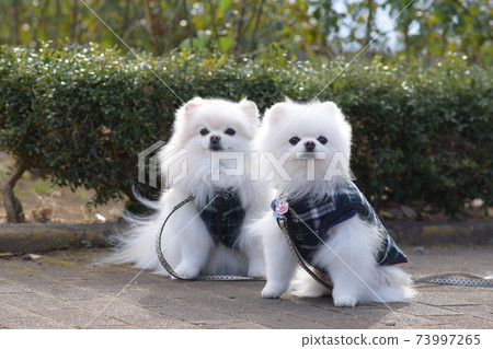 匹配可愛的白色博美犬 73997265