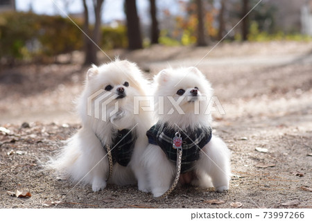 可愛的白色博美犬 73997266