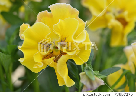 Pansy Pansy 73997270