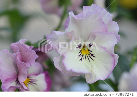 Pansy Pansy 73997271