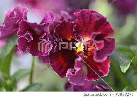Pansy 73997275