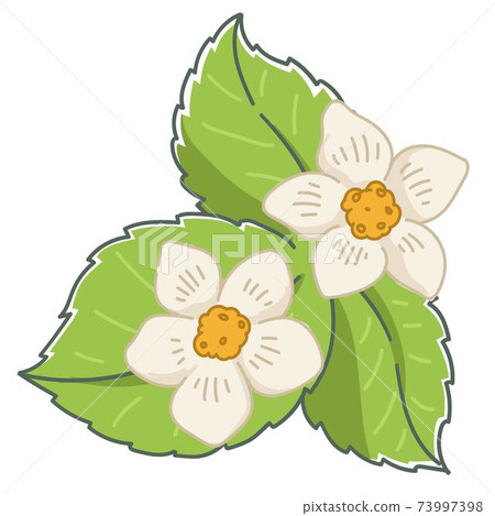 Growing strawberry, leaves and blooming flower Growing strawberry, leaves and blooming flower 73997398
