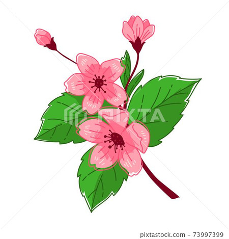 Sakura tree in blossom, blooming flower on branch Sakura tree in blossom, blooming flower on branch 73997399