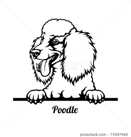 Poodle Peeking Dog - head isolated on white Poodle Peeking Dog - head isolated on white 73997400