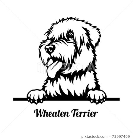 Wheaten Terrier Peeking Dog - head isolated on white Wheaten Terrier Peeking Dog - head isolated on white 73997409