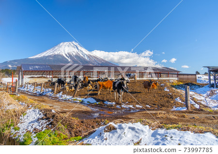 Asagiri plateau cow in winter 73997785