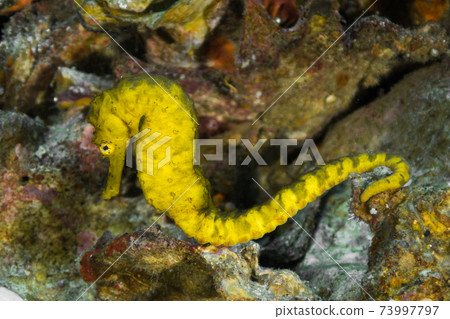 碎石虎尾海馬（緬甸梅爾吉群島） 73997797