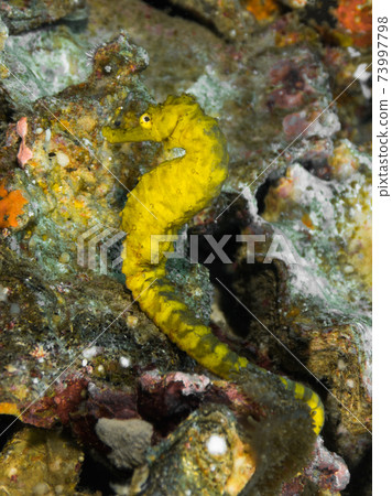 Tigertail Seahorse on Crushed Stone (Mergui Archipelago, Myanmar) Tigertail Seahorse on Crushed Stone (Mergui Archipelago, Myanmar) 73997798