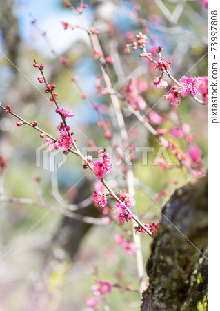 粉紅梅花和藍天 73997808